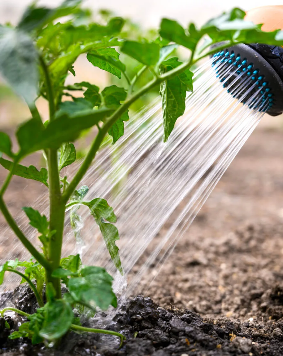 Epsom salt drench tomato plant