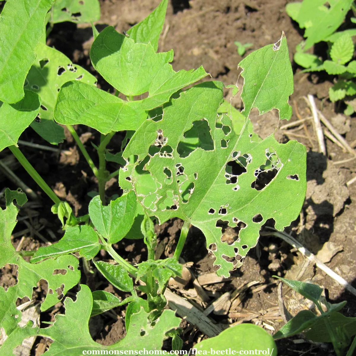 flea beetle shot-hole damage