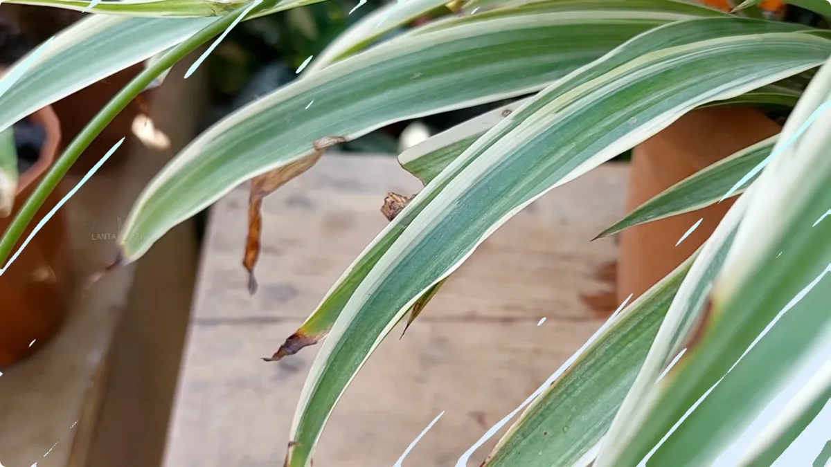 fluoride damage on spider plant