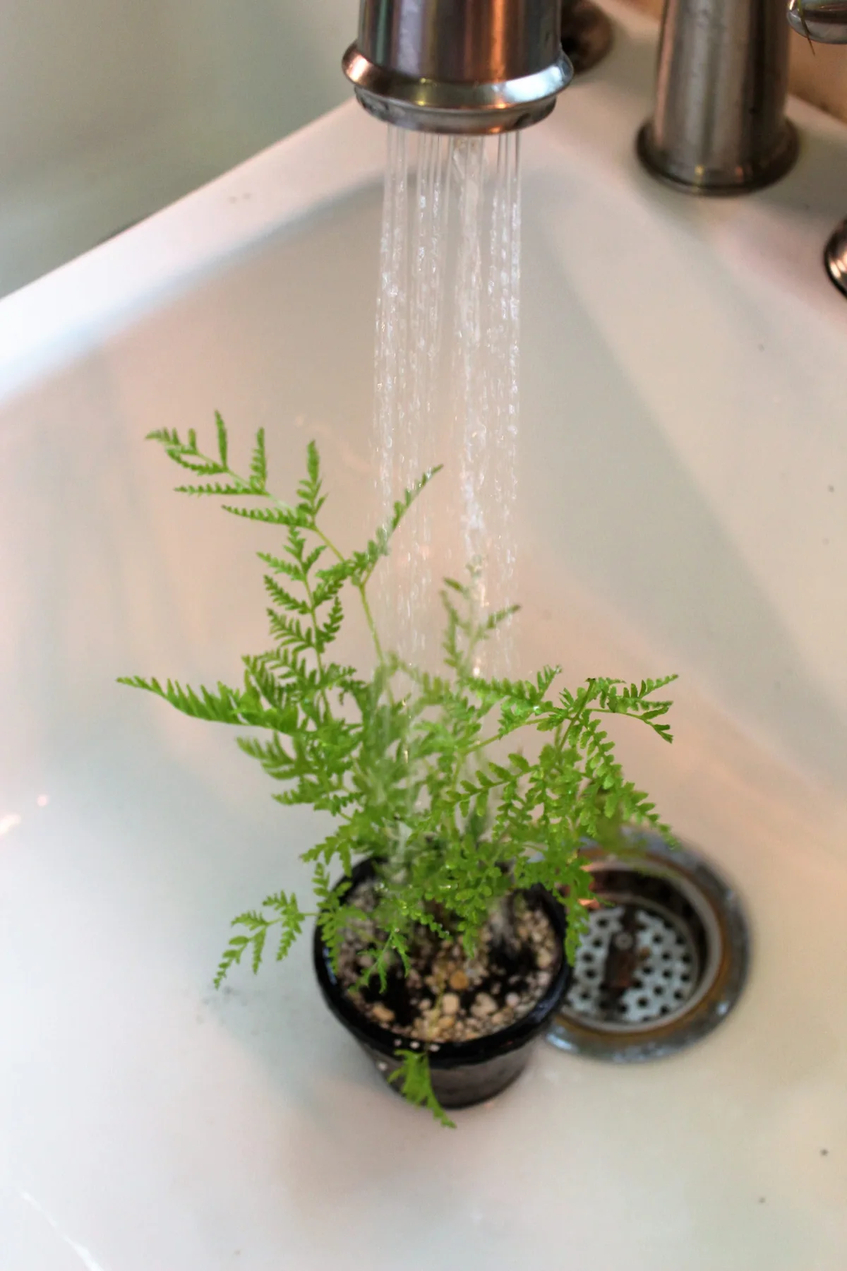 Flushing salts out of houseplant soil