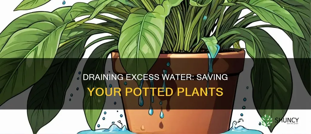 flushing soil in potted plant