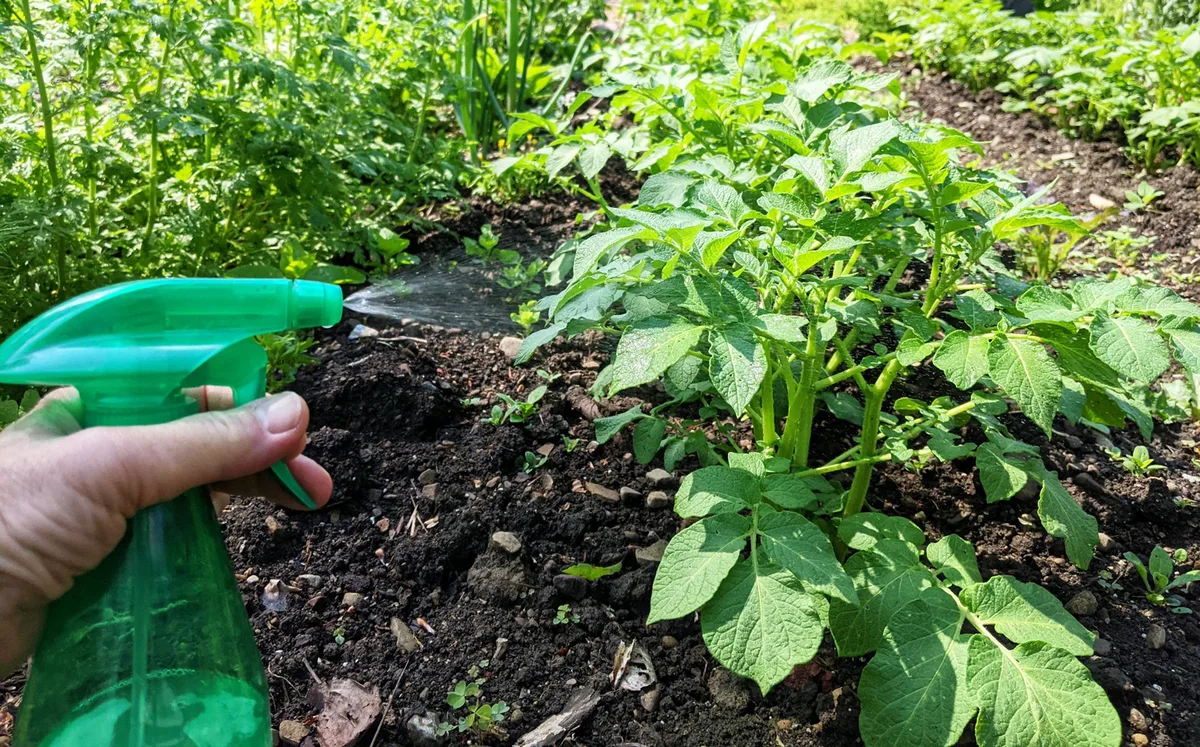 Foliar spray on tomato leaves