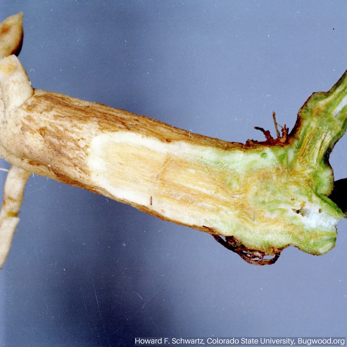 Fusarium wilt vascular streaking