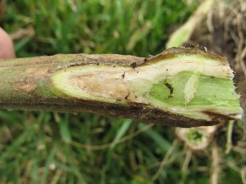 Fusarium wilt vascular streaking