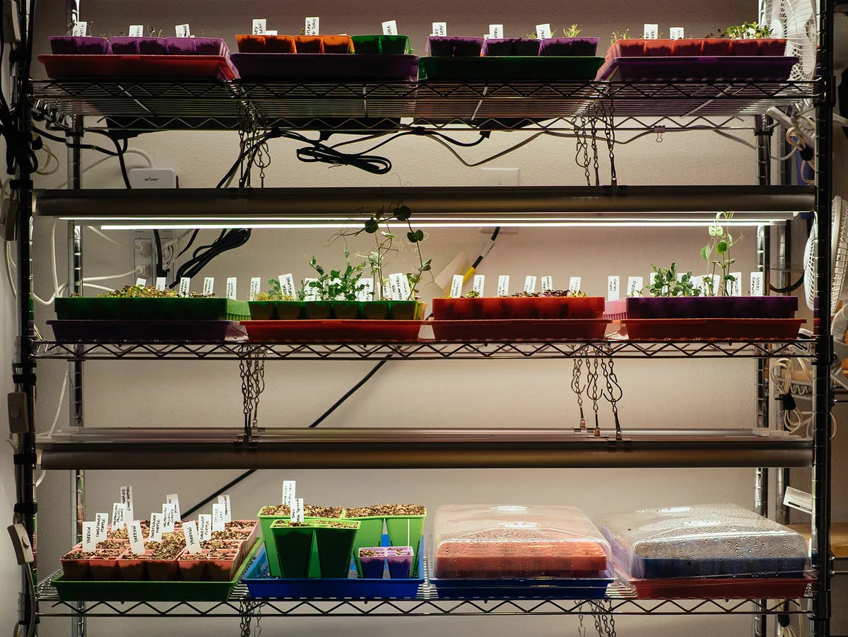 grow light seedling distance
