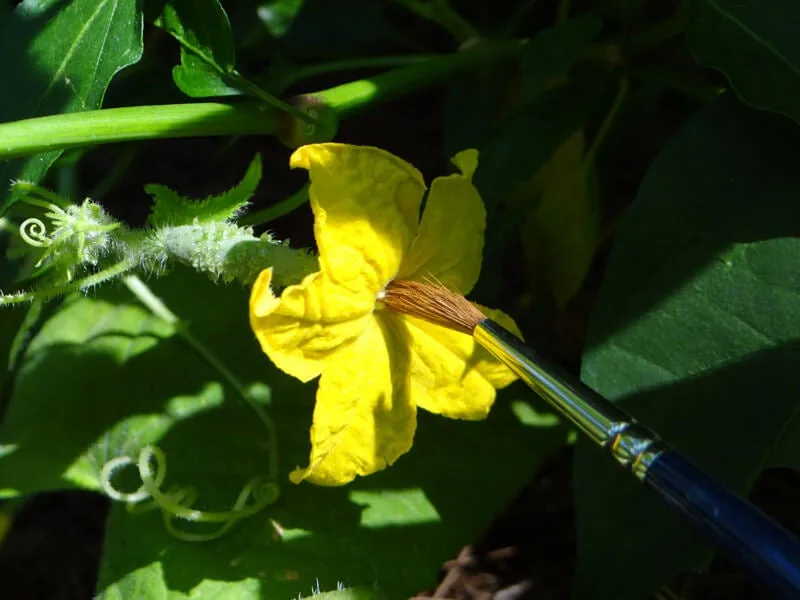 hand pollinating cucumber flower