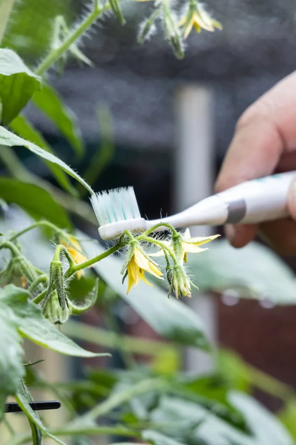 Hand pollinating tomatoes