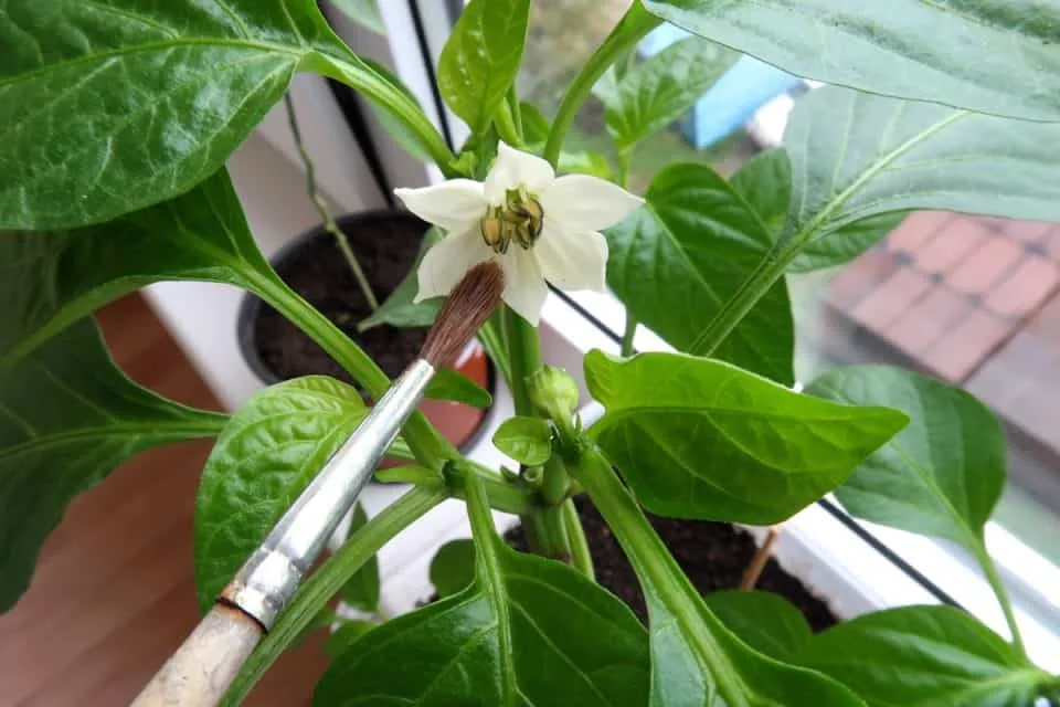 hand pollination peppers