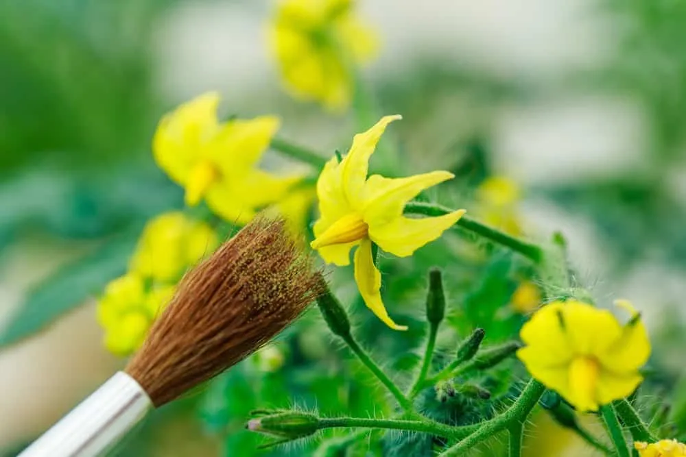 Hand-pollination with small brush