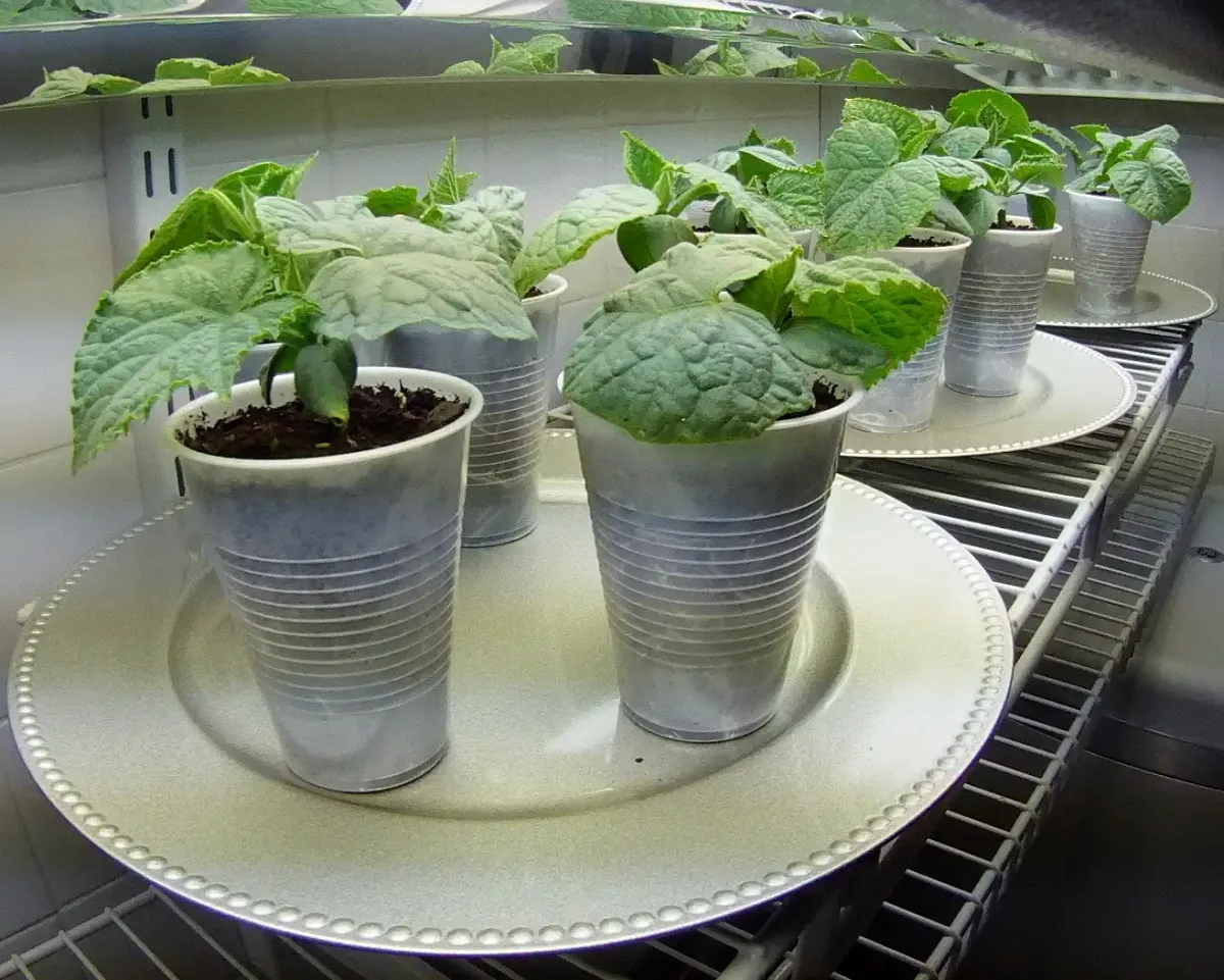 hardening off cucumber seedlings