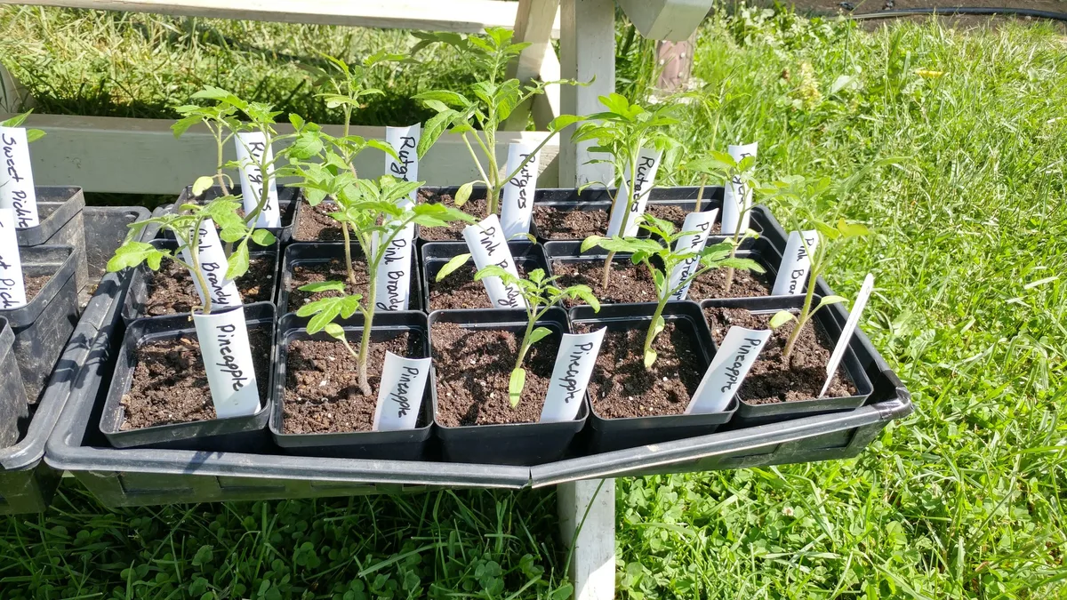 hardening off seedlings
