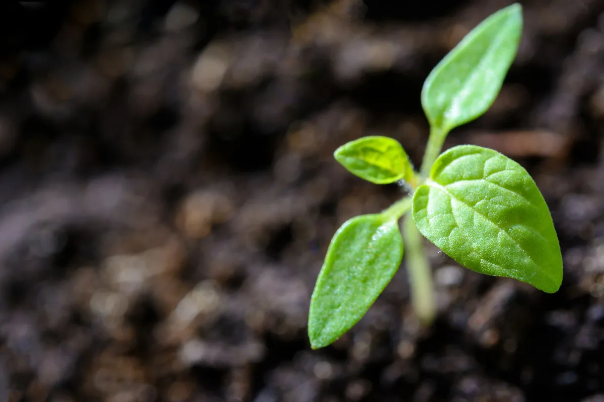healthy stocky seedling with thick stem