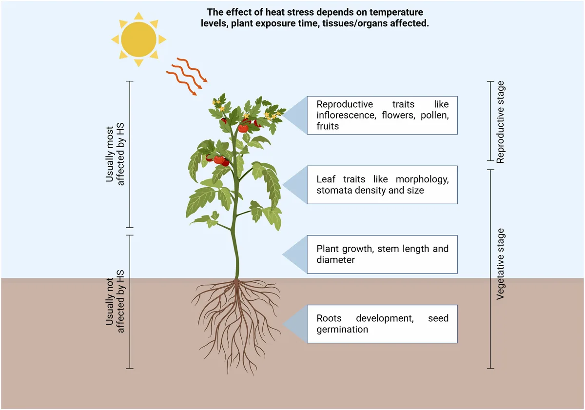 heat stress tomato ripening
