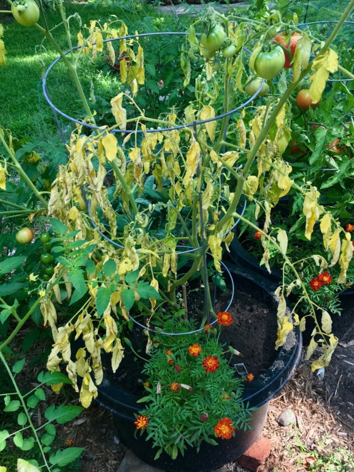 Heat-stressed tomato plant