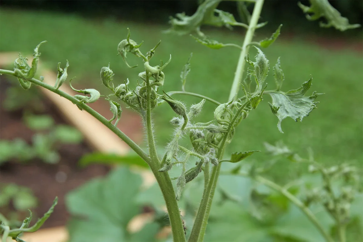 Herbicide damage on tomato leaves