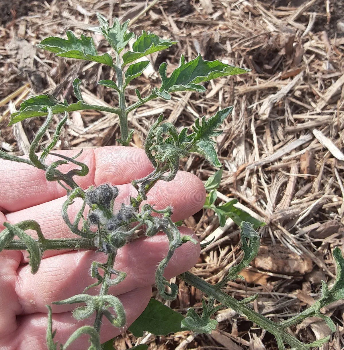 herbicide drift damage pepper plant