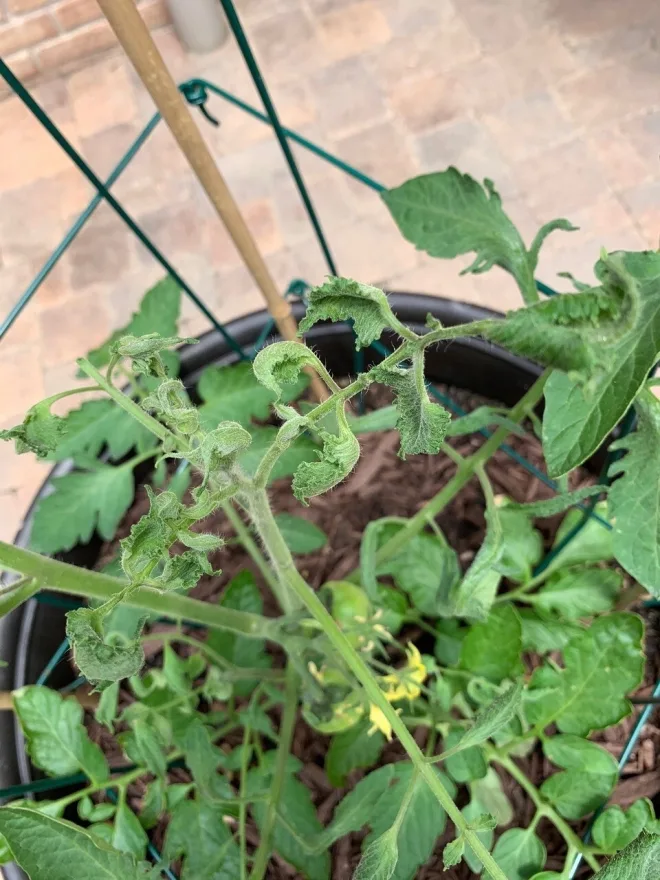Herbicide drift tomato damage