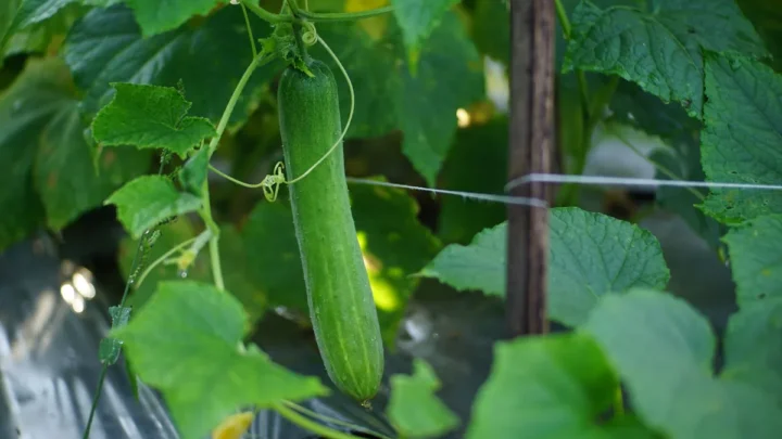 Downy vs Powdery Mildew on Cucumbers: Spot the Difference