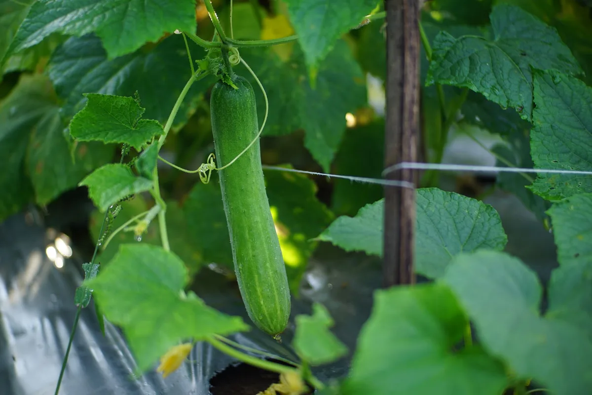 How can I tell downy mildew from powdery mildew on cucumber leaves?
