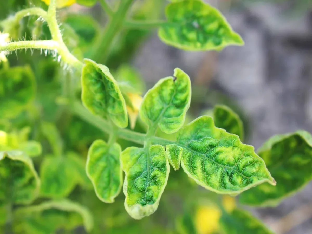 How do I fix yellow tomato leaves without overfertilizing?
