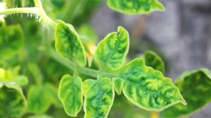 Fix Yellow Tomato Leaves Without Overfertilizing: Easy Guide
