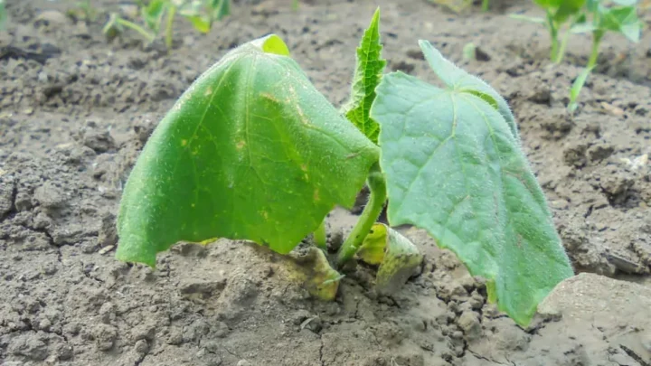How to Revive Cucumbers From Transplant Shock Fast