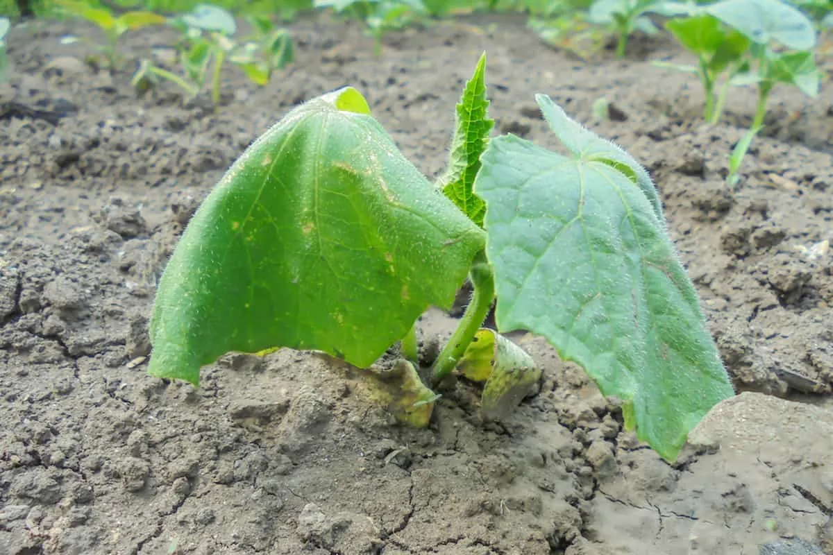 How do I recover cucumbers from transplant shock?