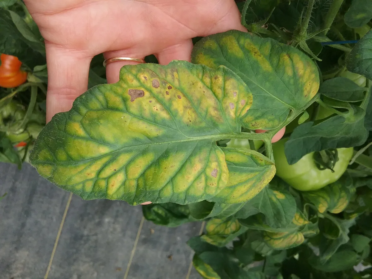 Interveinal chlorosis