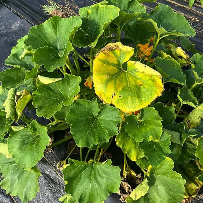 Interveinal chlorosis on cucumber leaf