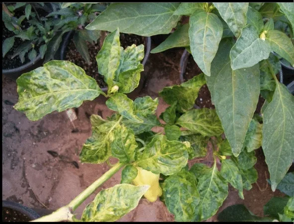 Interveinal chlorosis pepper leaf