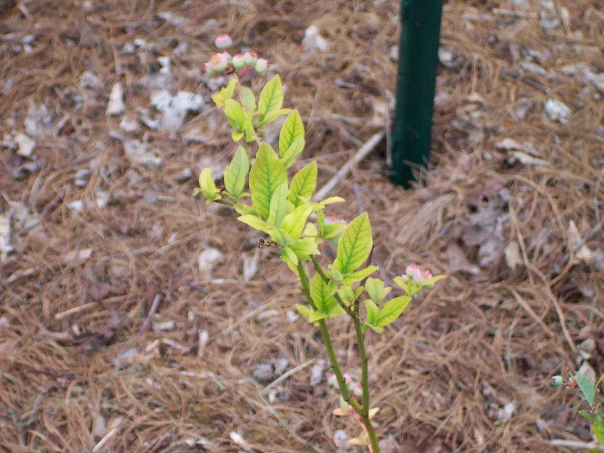 Iron chlorosis on blueberry leaves