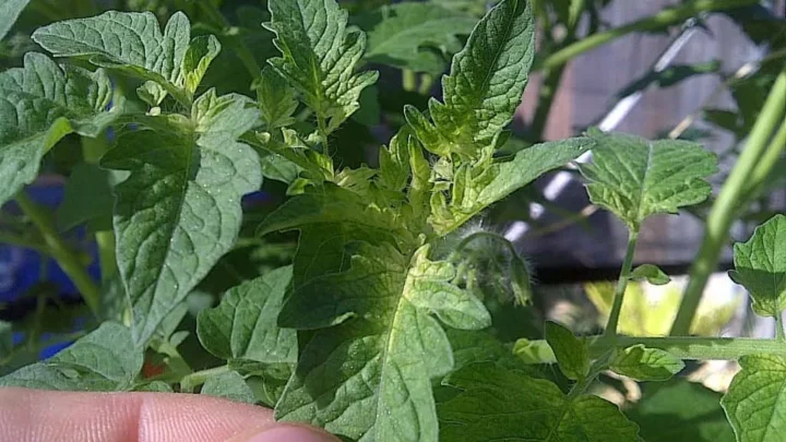 Tomato Leaves Yellow With Green Veins: Causes & Fixes