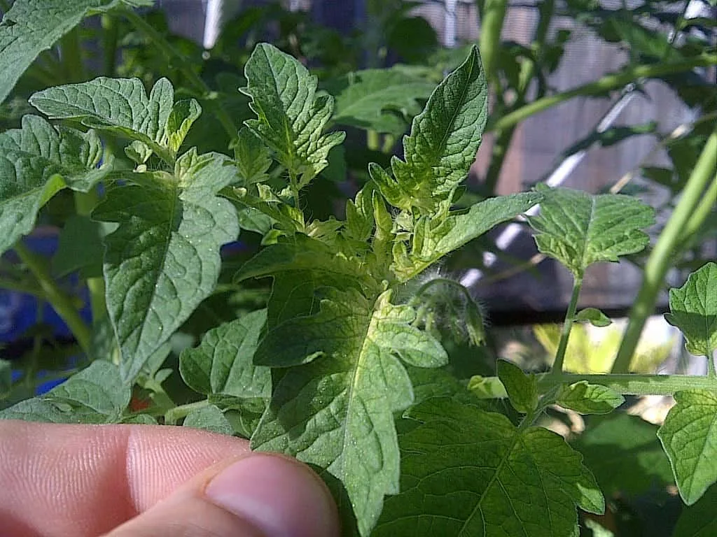 Iron deficiency in tomato plant