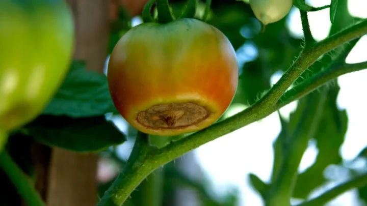 Blossom-End Rot in Tomatoes vs Peppers: Key Differences