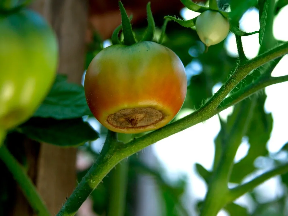 Is blossom-end rot different in tomatoes vs peppers?