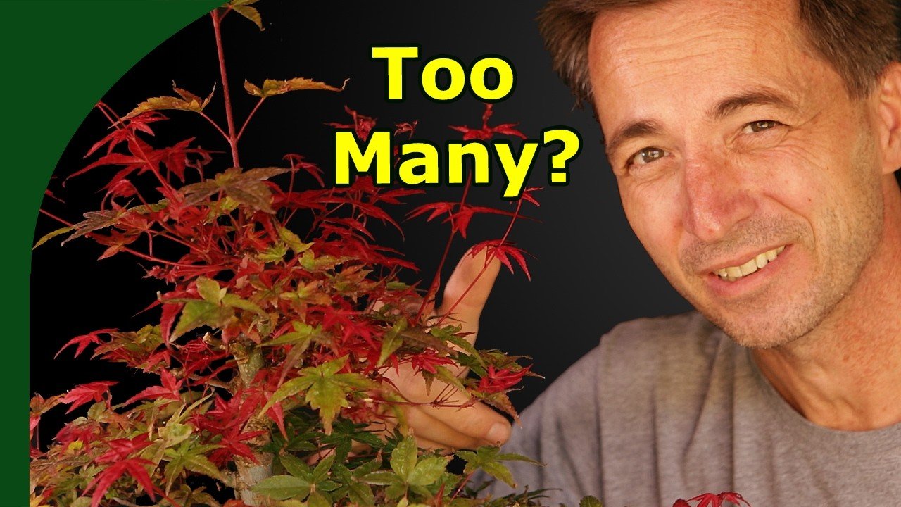 Japanese maple