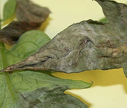 Late blight Phytophthora infestans
