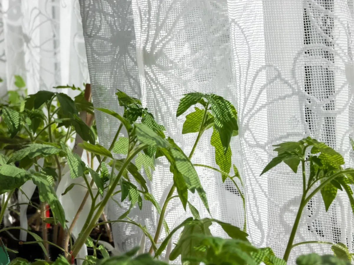 Leggy seedlings