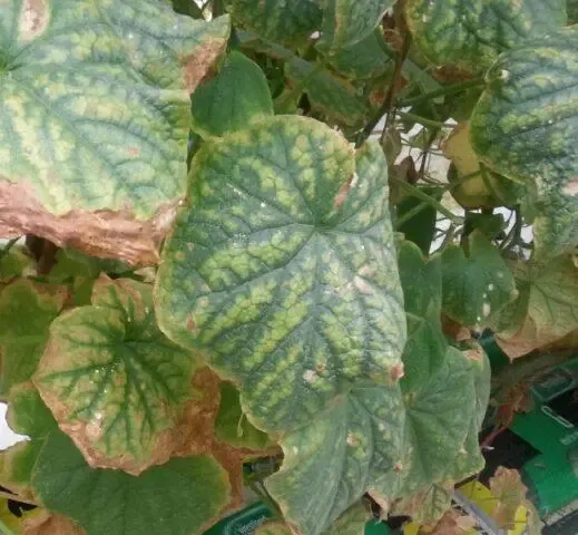 Magnesium deficiency in cucumber