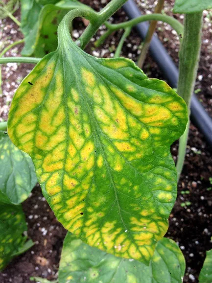 Magnesium deficiency interveinal chlorosis
