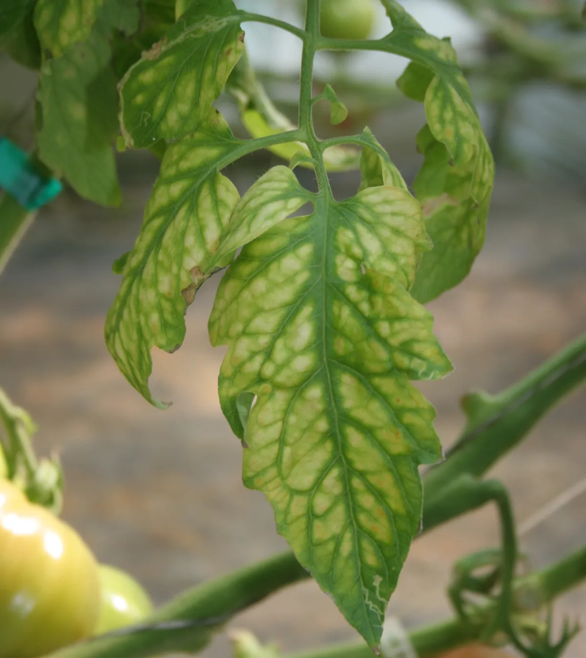 Magnesium deficiency tomato