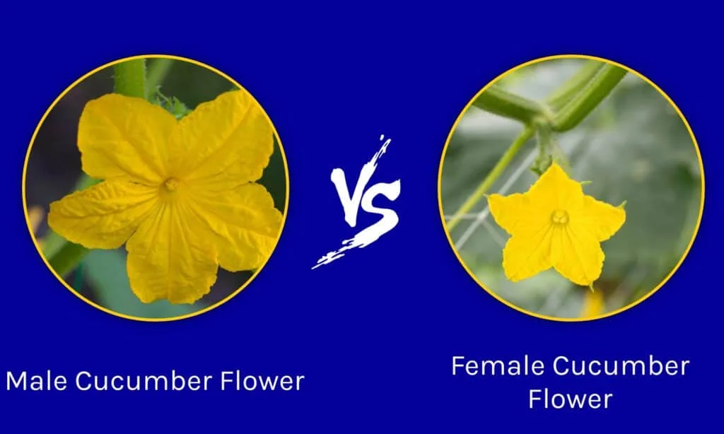 male vs female cucumber flowers