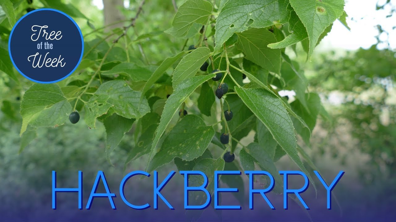 Mature hackberry tree shading a suburban front yard