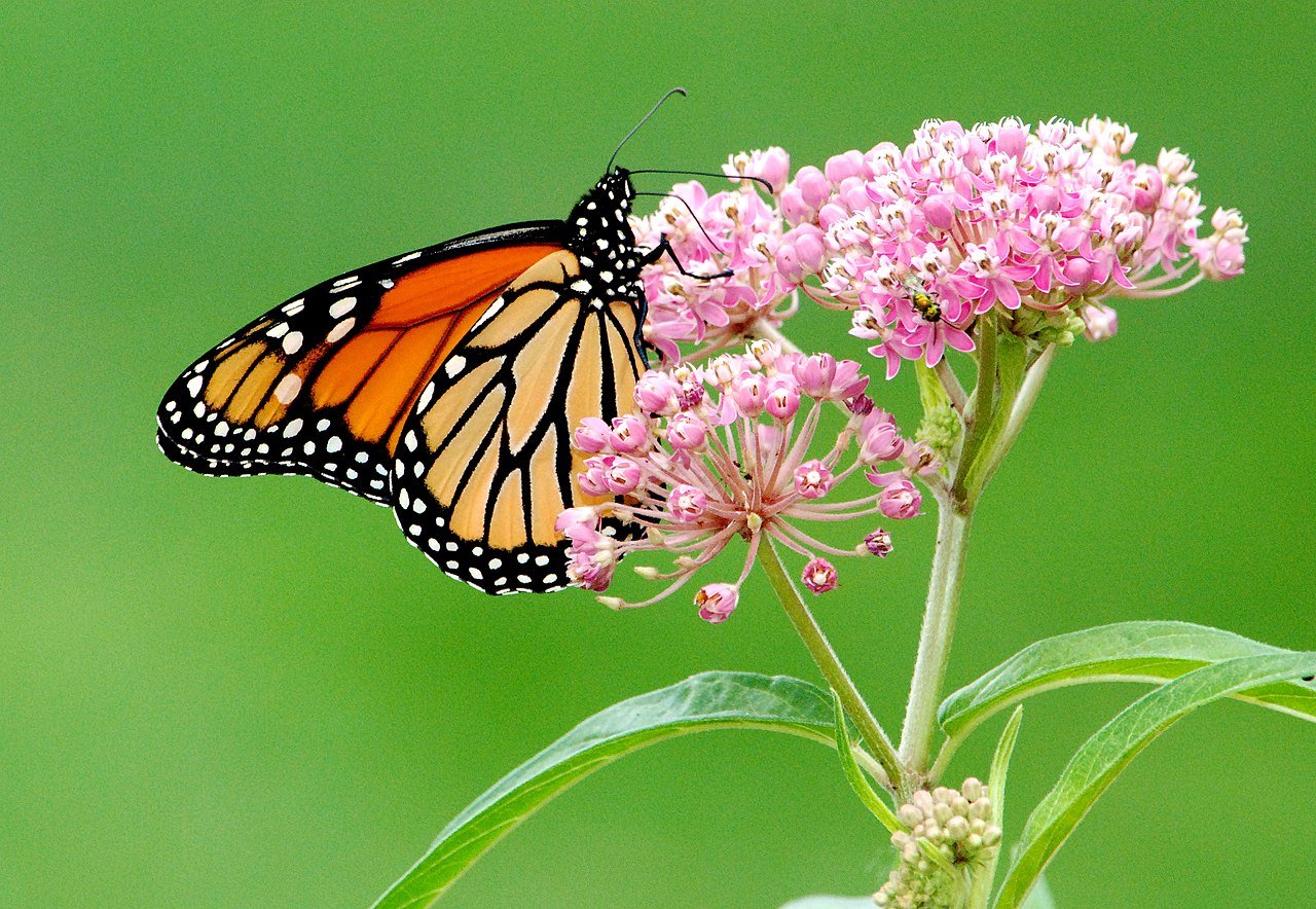 Milkweed plant with monarch butterfly pollinator garden