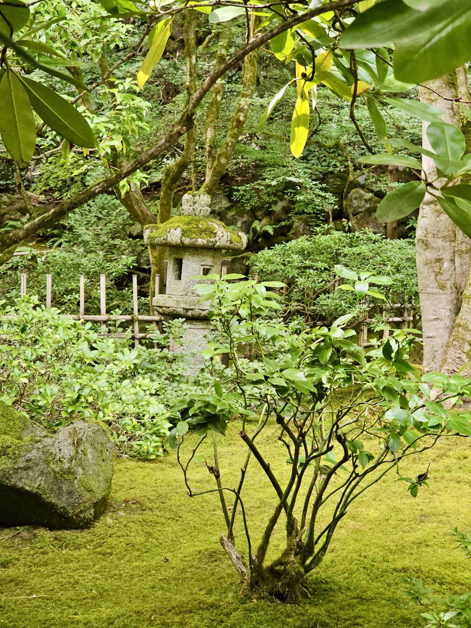 Moss garden