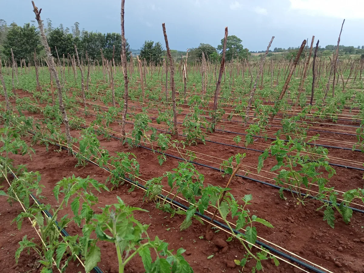 mulched tomato bed drip irrigation