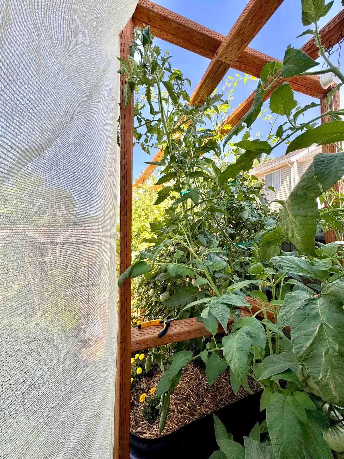 mulched tomato plants with shade cloth