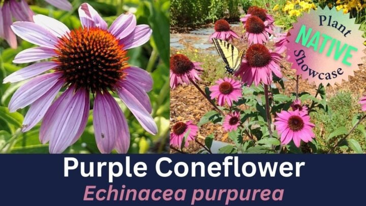 17+ Stunning Nebraska Landscaping Ideas for Curb Appeal