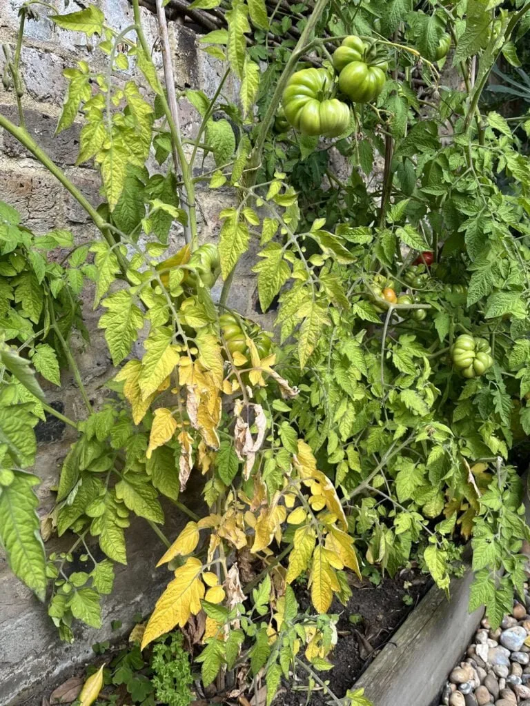Nitrogen deficiency on old leaves