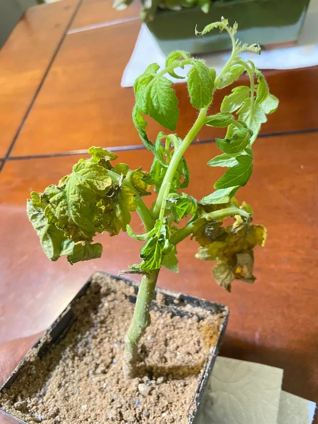Overwatering tomato plant